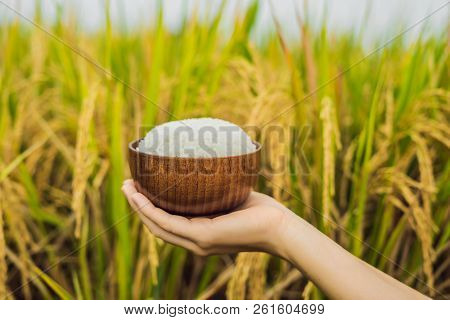The Hand Holds A Cup Of Boiled Rice In A Wooden Cup, Against The Background Of A Ripe Rice Field