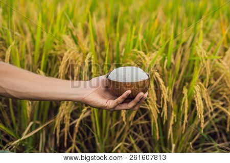 The Hand Holds A Cup Of Boiled Rice In A Wooden Cup, Against The Background Of A Ripe Rice Field