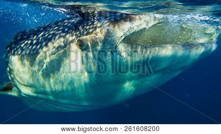 Whaleshark Eating Sea Plankton Close Up Head