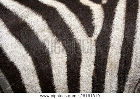 Päls av en Zebra för bakgrund