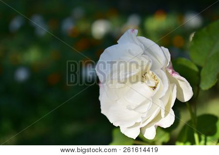 White Rose Close Up With White And Orange Flowers Background In Public Park.