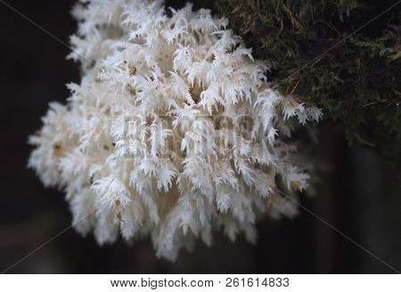 Rare Mushrooms Growing On A Mossy Tree. Hericium Clathroides.