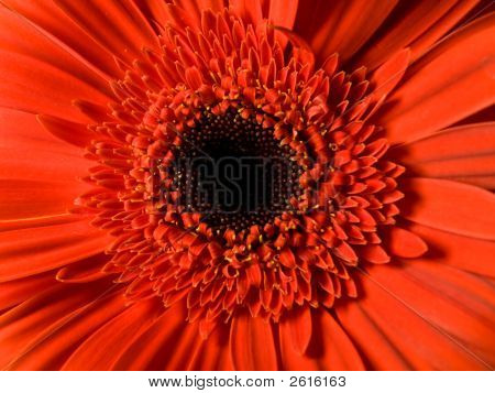 Gerberas Fragment