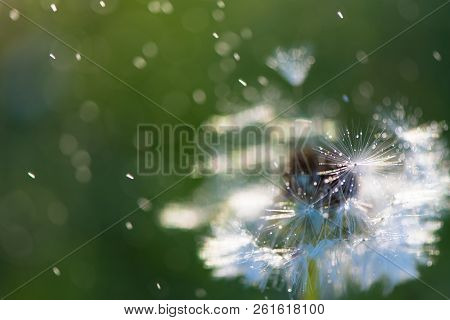 White Fluffy Dandelions, Natural Green Blurred Spring Background