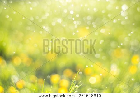 Close Up Of An Alium Gigantium Flower Head Alium Flower With Dandelion Flower Structure Wit Water Dr