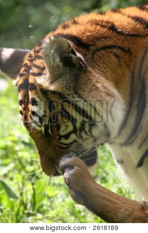Tigre