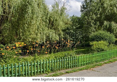 Orange Day Lily, Lilium Or Hemerocallis Fulva Flower Blooming  In The Garden, Sofia, Bulgaria