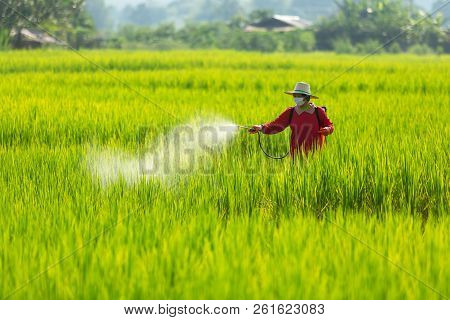 Asian Farmer Peasantry Spraying Pesticides In Rice Fields.