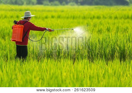 Asian Farmer Peasantry Spraying Pesticides In Rice Fields