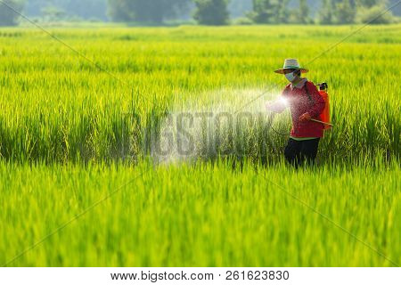 Asian Farmer Peasantry Spraying Pesticides In Rice Fields