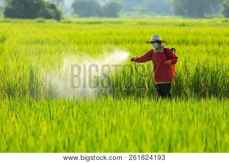 Asian Farmer Peasantry Spraying Pesticides In Rice Fields