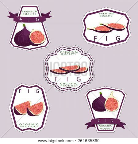 Vector Icon Illustration Logo For Whole Ripe Fruit Purple Fig, Slice Half Sycamine. Fig Pattern Cons