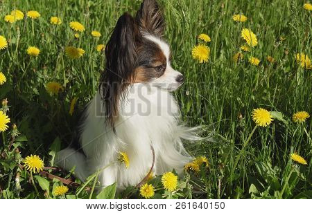Beautiful Dog Papillon Sitting On Green Lawn With Dandelions