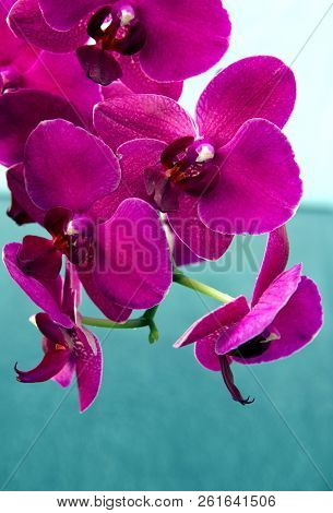Pink Orchid Flowers Isolated On Blue Blur Background.