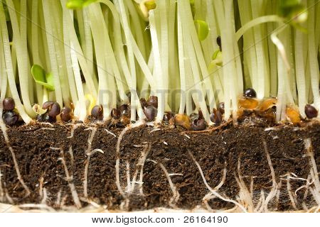 english salad crees, seasonal herb, close up of roots