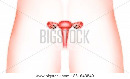 3d Illustration Of Female Reproductive System Anatomy