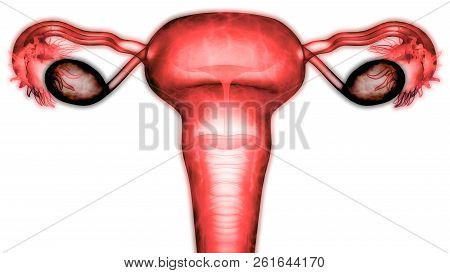 3d Illustration Of Female Reproductive System Anatomy