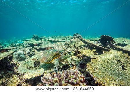 Underwater Marine Wildlife Postcard. A Turtle And Colorful Fishes At Corals Reef Under Water Surface