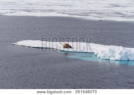 Walrus On Ice