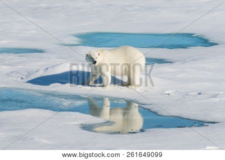 Polar Bear On The Pack Ice