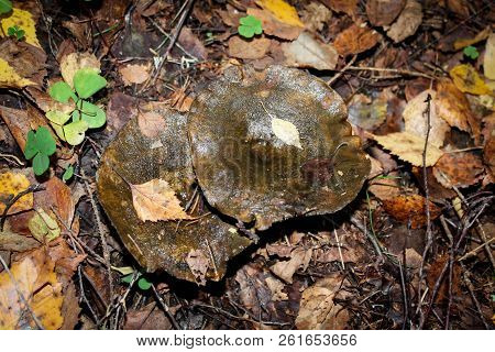Black Mushroom Lactarius Necator In The Autumn Forest