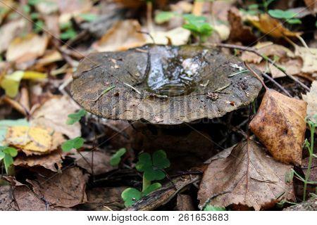 Black Mushroom Lactarius Necator In The Autumn Forest