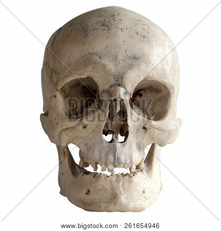 Human Skull, Isolated On White, Close-up, Looks Like A Real.