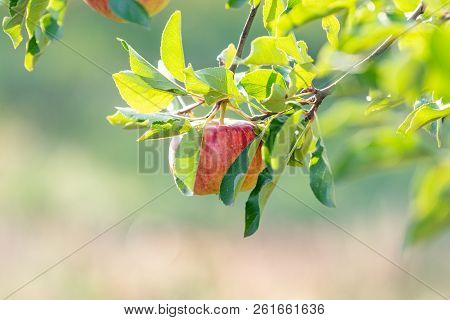 Fresh Raw Red Apple On The Branch In The Garden On Sunny Day. Close Up, Shallow Depth Of The Field.