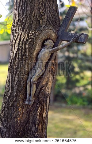 Old Metal Cross Growing Into Tree Trunk.