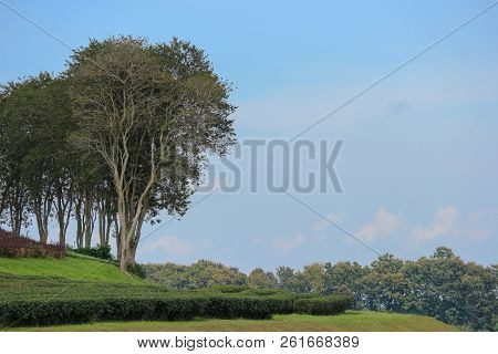 Natural Green Leaves Tree On Tea Palnt Farm With Copy Space Blue Sky Background.