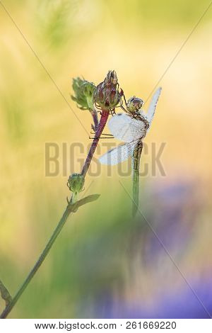 Beautiful Nature Scene With Dragonfly Vagrant Darter (sympetrum Vulgatum). Macro Shot Of Dragonfly O