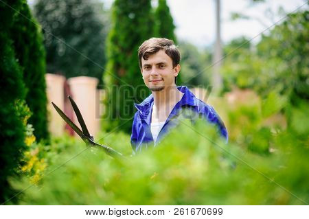 Young Handsome  Gardener Man Is Cutting The Bushes With Scissors