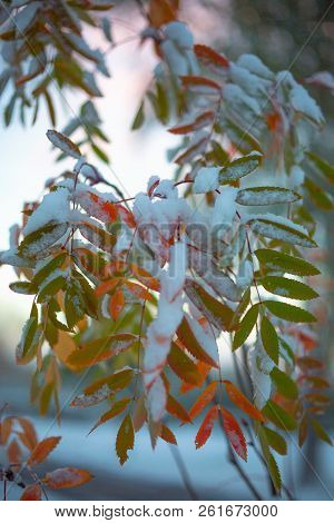 Beautiful Branch With Orange And Yellow Leaves In Late Fall Or Early Winter Under The Snow. First Sn