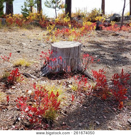 Foliage In Vibrant Fall Colors Of Red And Yellow Along The Shores Of Elk Lake In The Cacade Mountain