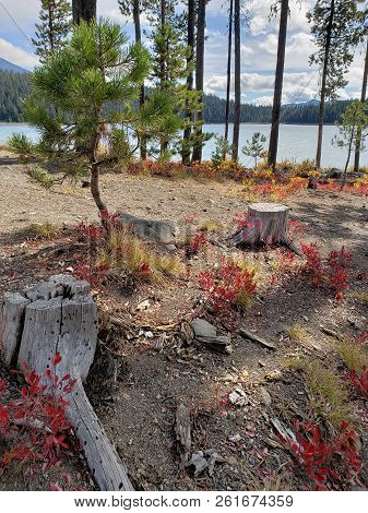 Foliage In Vibrant Fall Colors Of Red And Yellow Along The Shores Of Elk Lake In The Cacade Mountain