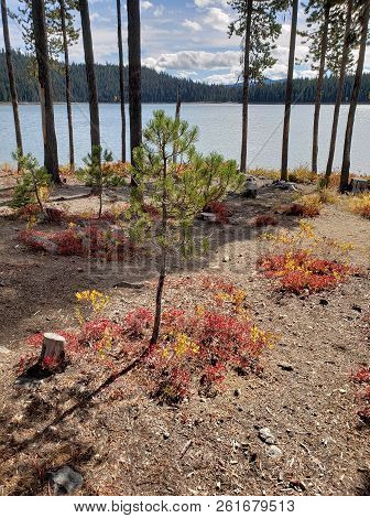 Foliage In Vibrant Fall Colors Of Red And Yellow Along The Shores Of Elk Lake In The Cacade Mountain