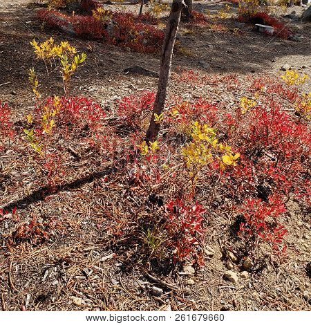 Foliage In Vibrant Fall Colors Of Red And Yellow Along The Shores Of Elk Lake In The Cacade Mountain