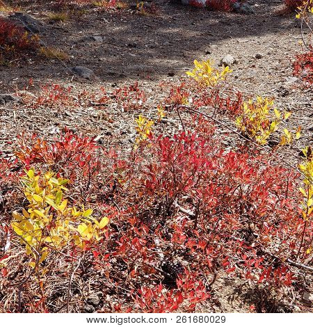Foliage In Vibrant Fall Colors Of Red And Yellow Along The Shores Of Elk Lake In The Cacade Mountain