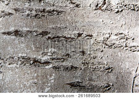 Bright White Pattern Texture Natural Tree Trunk Background