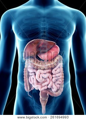 3d rendered medically accurate illustration of a mans digestive system