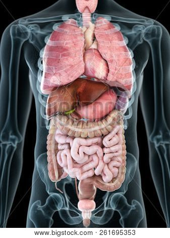 3d rendered medically accurate illustration of a mans internal organs