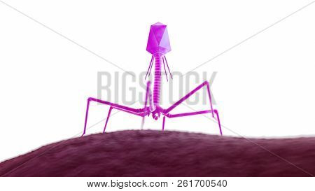 3d rendered medically accurate illustration of a bacteriophage on a bacteria