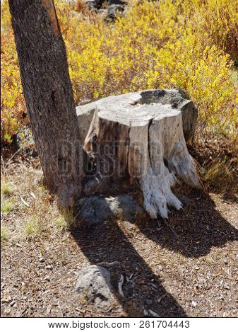 Foliage In Vibrant Fall Colors Of Red And Yellow Along The Shores Of Elk Lake In The Cacade Mountain