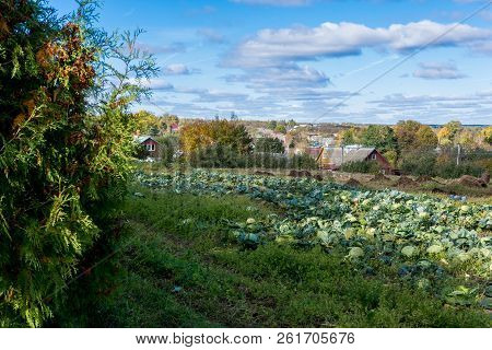 A Large Garden Where The Ripened Cabbage Grows, Which Was Planted By The Inhabitants Of Russia