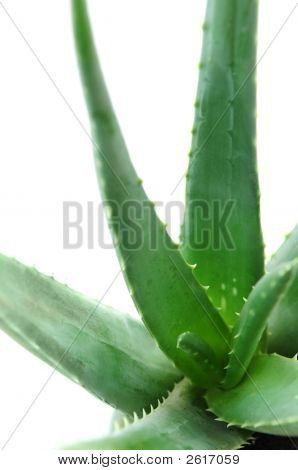 Aloe-Pflanze