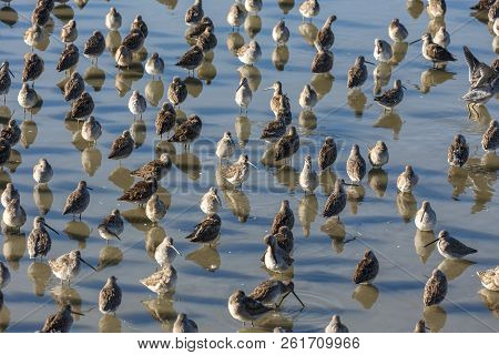 Long Billed Dowitcher In Pond At Vancouver Bc Canada.