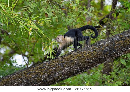 White faced Capuchin