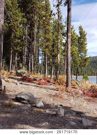 Foliage In Vibrant Fall Colors Of Red And Yellow Along The Shores Of Elk Lake In The Cacade Mountain