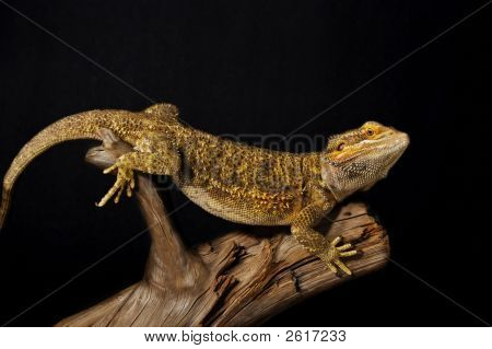 Bearded Dragon