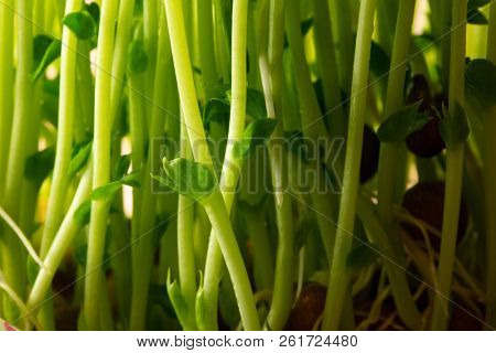 Toumyou bean sprouts (Green Pea Sprouts) on a pink background.